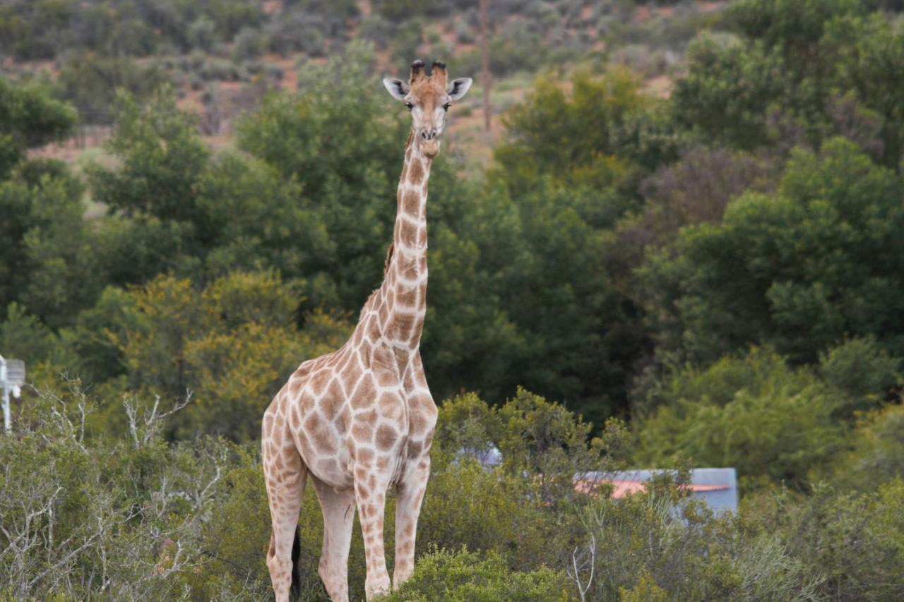 Zwartberg View Mountain Lodge Oudtshoorn Exterior photo